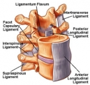 Looking for Ligament work at home?